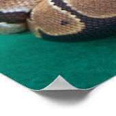 Kogelpython afbeelding met oranje roos groen terug poster (Hoek)