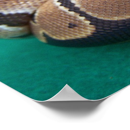 Kogelpython afbeelding met oranje roos groen terug poster (Hoek)