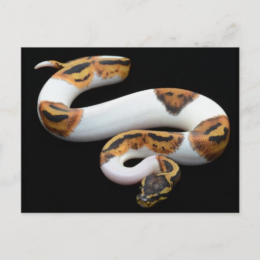 kogelpython briefkaart (Voorkant)