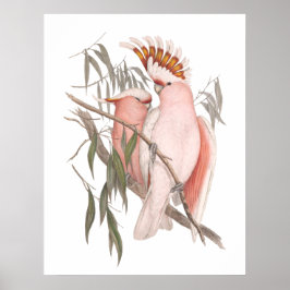 Kogelroze kakkerlakken  decor-poster poster