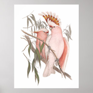 Kogelroze kakkerlakken  decor-poster poster