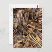 Kogels, munitie briefkaart (Voorkant / Achterkant)