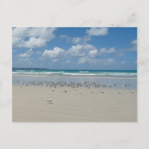 Kogelstrand met zeegarren briefkaart