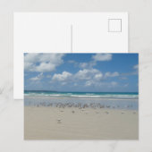 Kogelstrand met zeegarren briefkaart (Voorkant / Achterkant)