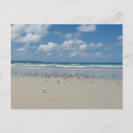 Kogelstrand met zeegarren briefkaart (Voorkant)