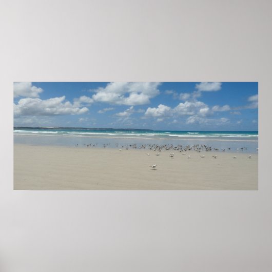 Kogelstrand met zeegarren poster (Voorkant)