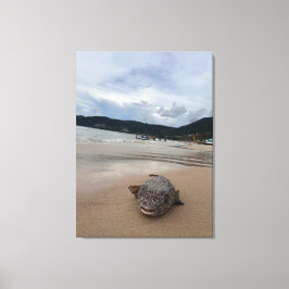 Kogelvis op het strand bij Phuket fotografie Canvas Afdruk