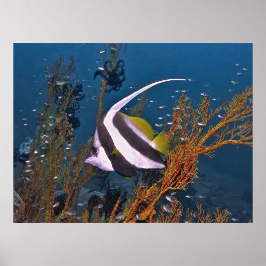 Koh Lipe Bannerfish Poster (Voorkant)