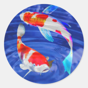 Kohaku Duo in de Deep Blue Pond Ronde Sticker