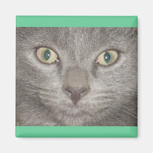 Kohl Gray Kat Face Magneet (Voorkant)