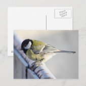 Kohlmeise Briefkaart (Voorkant / Achterkant)