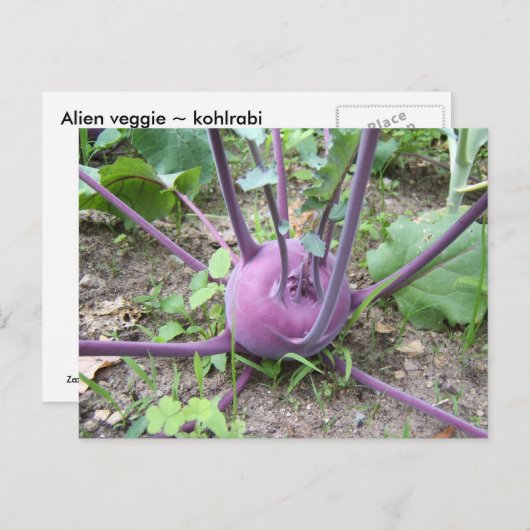 Kohlrabi ~ briefkaart (Voorkant / Achterkant)