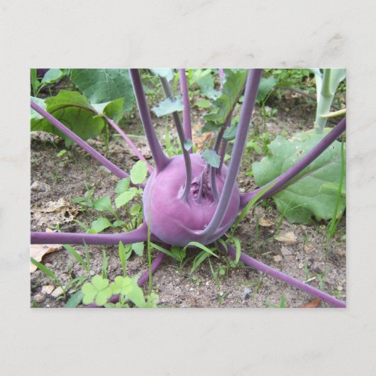 Kohlrabi ~ briefkaart (Voorkant)