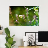 Kohlweißling auf Lavendel Poster (Thuiskantoor)