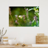 Kohlweißling auf Lavendel Poster (Keuken)