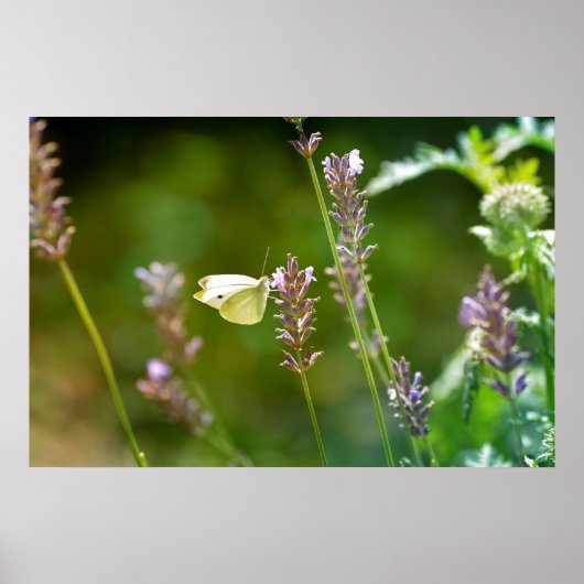 Kohlweißling auf Lavendel Poster (Voorkant)