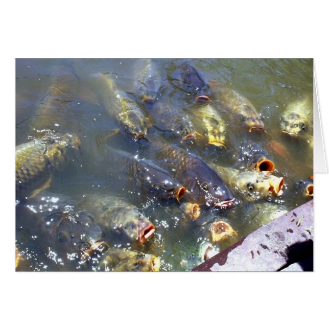 Koi (Voorkant Horizontaal)