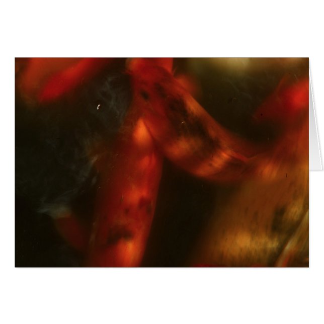 Koi (Voorkant Horizontaal)