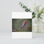 Koi Briefkaart (Staand voorkant)