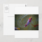 Koi Briefkaart (Voorkant / Achterkant)