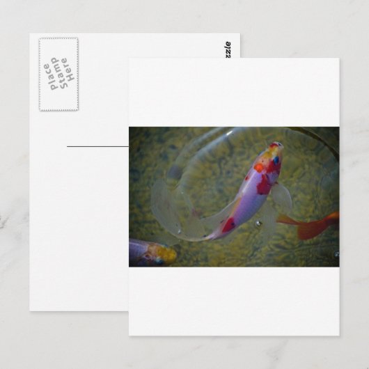 Koi Briefkaart (Voorkant / Achterkant)