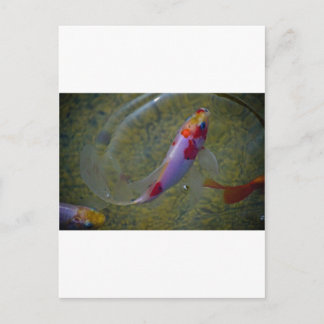Koi Briefkaart