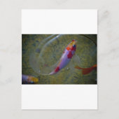 Koi Briefkaart (Voorkant)