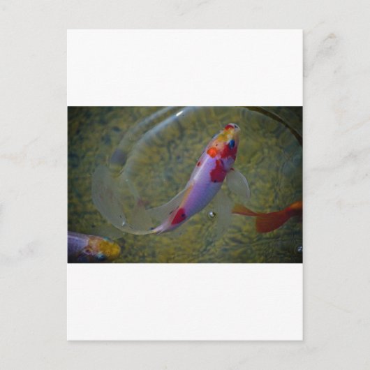 Koi Briefkaart (Voorkant)