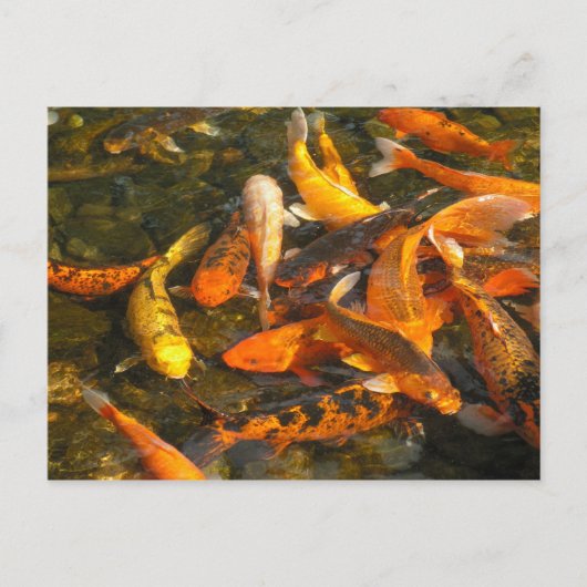 KOI BRIEFKAART (Voorkant)