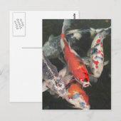 Koi Briefkaart (Voorkant / Achterkant)