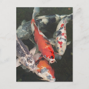 Koi Briefkaart