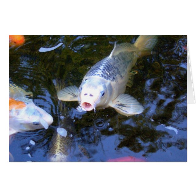 Koi Carp (Voorkant Horizontaal)