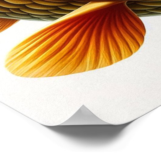 Koi Carp - Archival Art Print (Hoek)