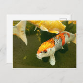 Koi Carp Briefkaart (Voorkant / Achterkant)