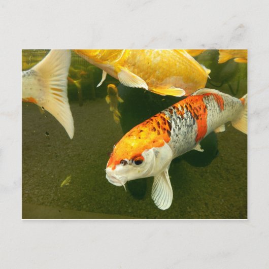 Koi Carp Briefkaart (Voorkant)