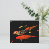 Koi Carp Briefkaart (Staand voorkant)