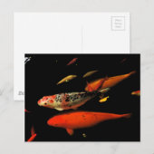 Koi Carp Briefkaart (Voorkant / Achterkant)