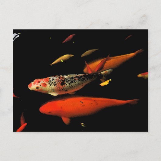Koi Carp Briefkaart (Voorkant)