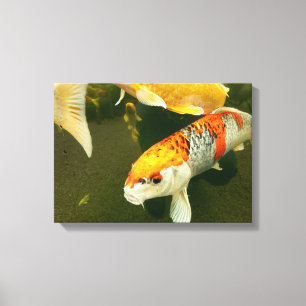 Koi Carp Canvas Print