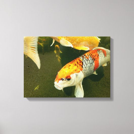 Koi Carp Canvas Print (Voorkant)
