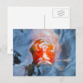 Koi Carp (Cyprinus carpio), Japan Briefkaart (Voorkant / Achterkant)