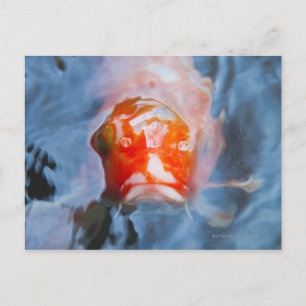 Koi Carp (Cyprinus carpio), Japan Briefkaart