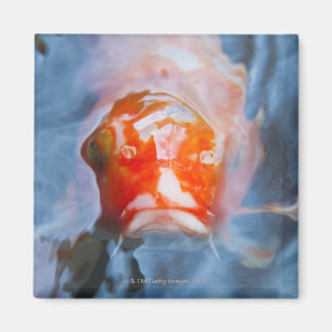 Koi Carp (Cyprinus carpio), Japan Magneet