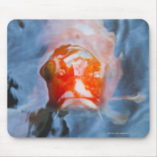 Koi Carp (Cyprinus carpio), Japan Muismat
