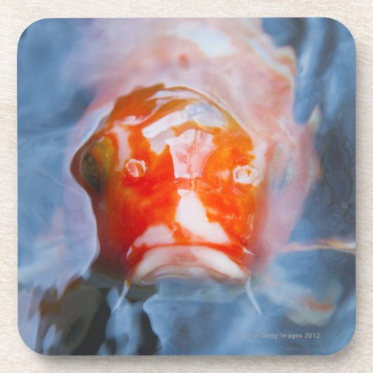 Koi Carp (Cyprinus carpio), Japan Onderzetter (Voorkant)