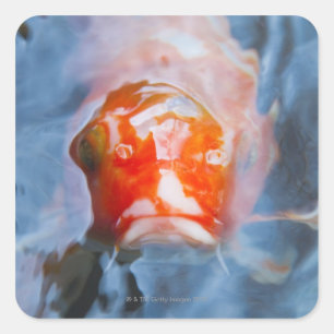 Koi Carp (Cyprinus carpio), Japan Vierkante Sticker