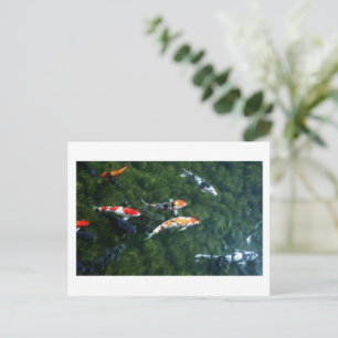 Koi Carp: Japan Briefkaart