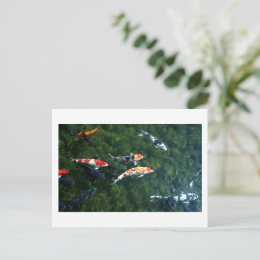 Koi Carp: Japan Briefkaart (Staand voorkant)