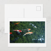 Koi Carp: Japan Briefkaart (Voorkant / Achterkant)
