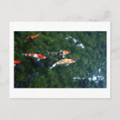 Koi Carp: Japan Briefkaart (Voorkant)